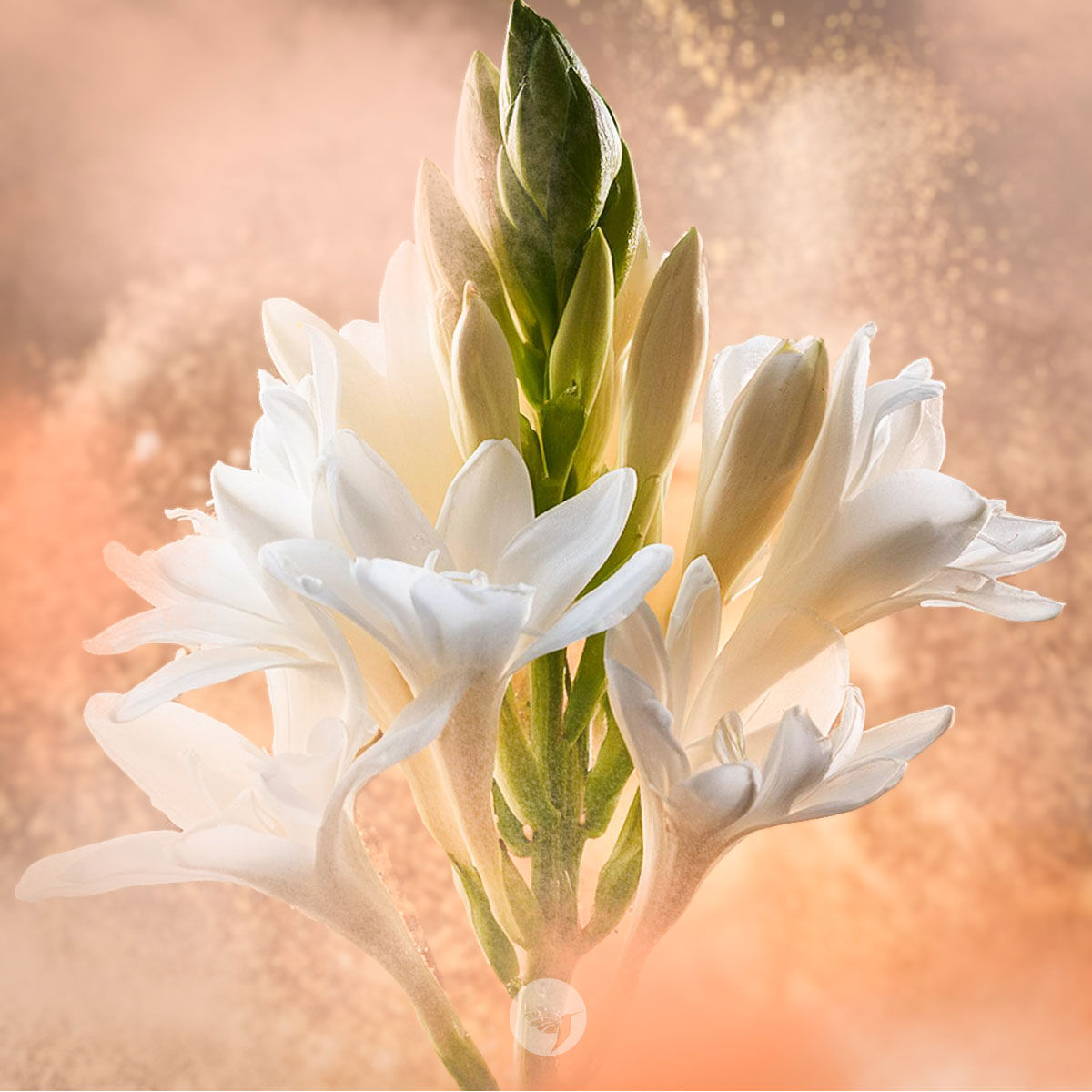 Tuberose Forum Official Website: Your Go-To Place for Tuberose Lovers